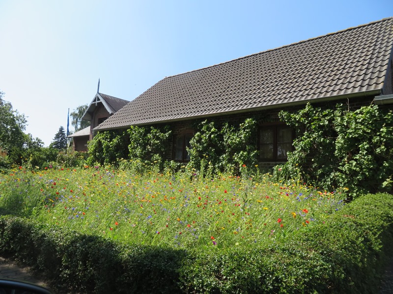 Blumenwiese Bielenberg